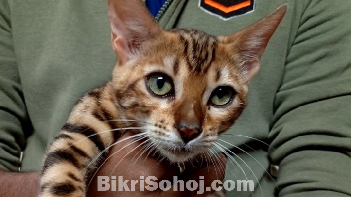 Bengal cat
